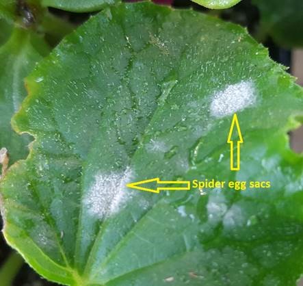 two egg sacs by a spider